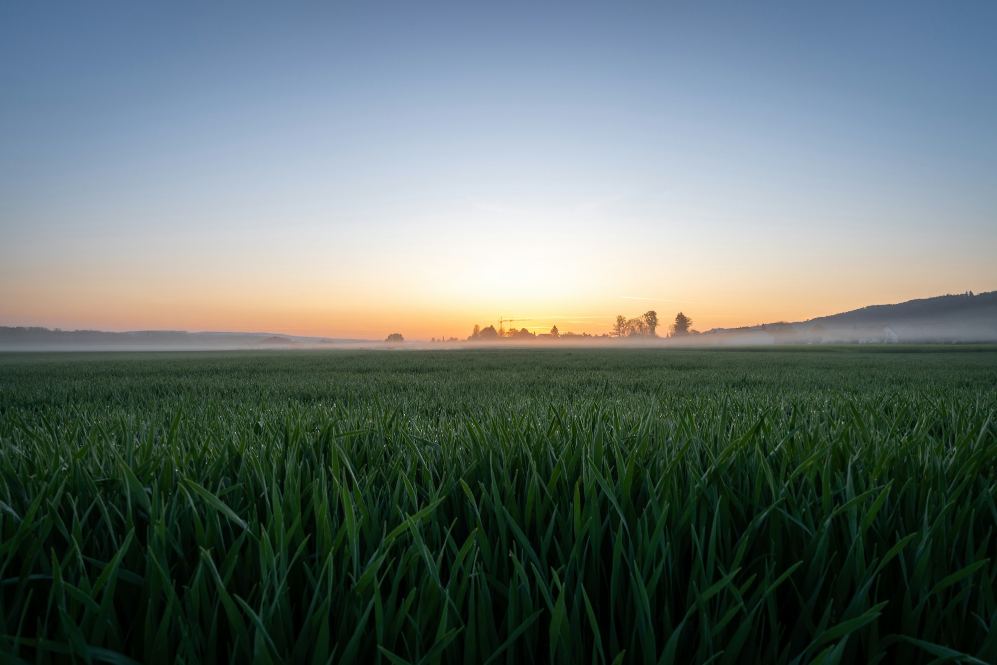 Green fodder fields at sunrise.
