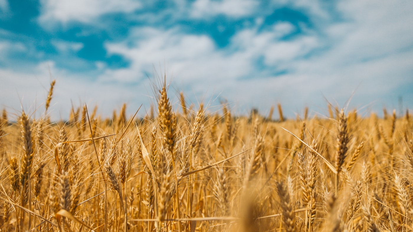 Ripening wheat in a wide field.