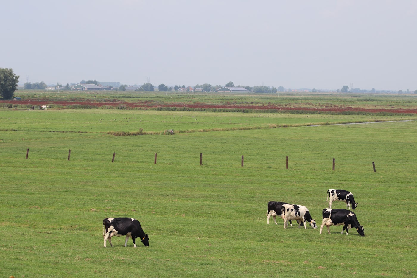Cattle feeding at a covered shed on the farm.
