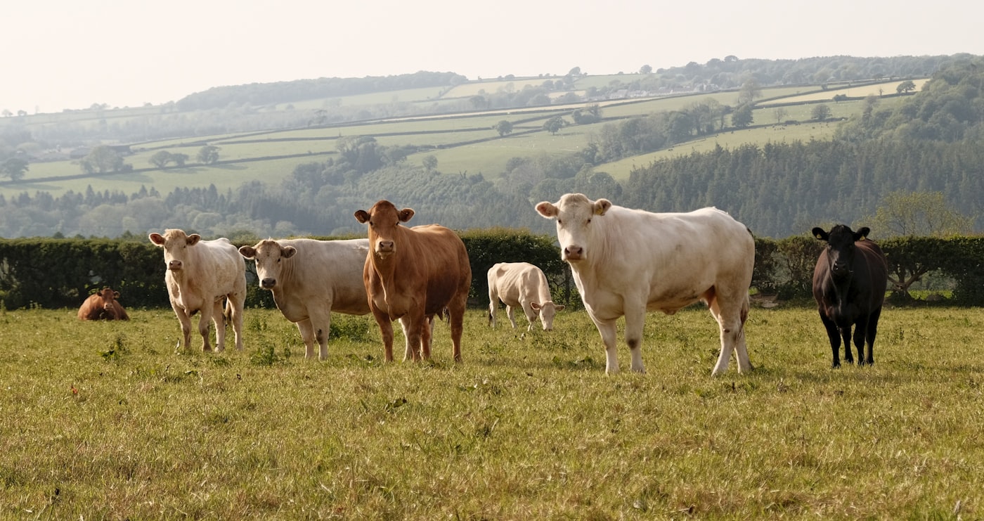 Cattle grazing in open pasture.