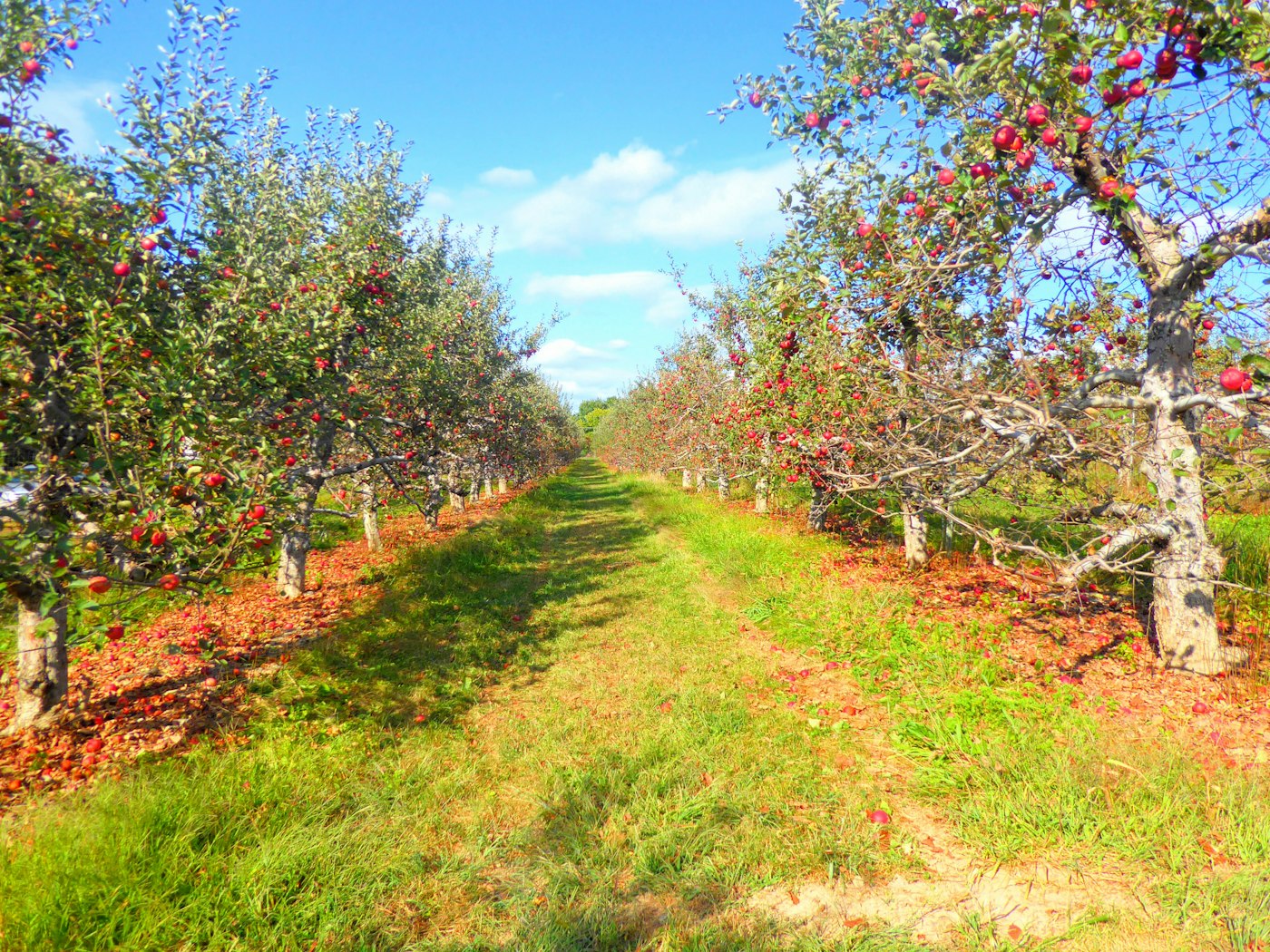 An orchard of fruit trees in leaf.