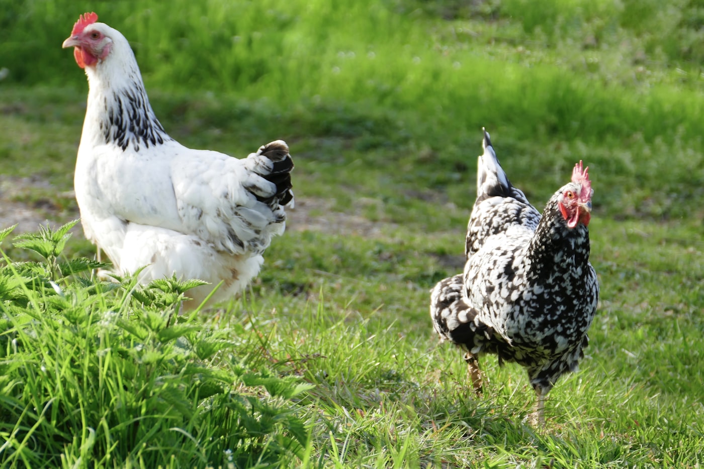 Chickens foraging on a grassy field.
