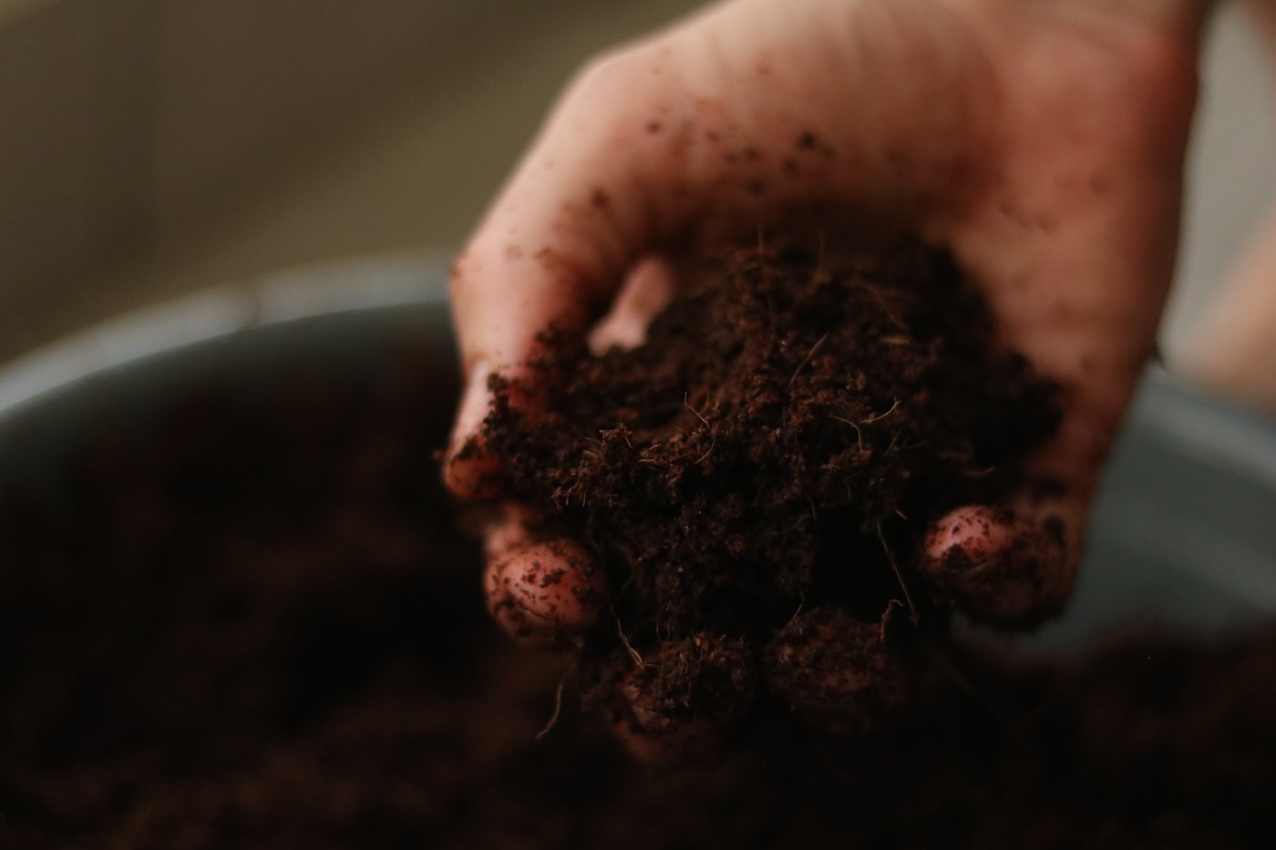 A handful of dark, worked soil held open to the light.