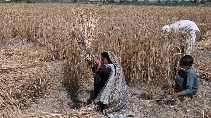 A farm worker standing at the edge of a planted field.